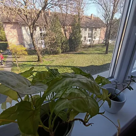 Tulipan
